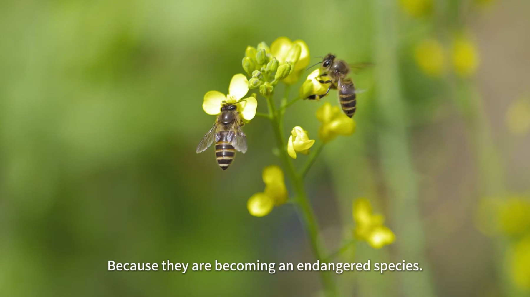 Two honeybees foraging on small yellow flowers