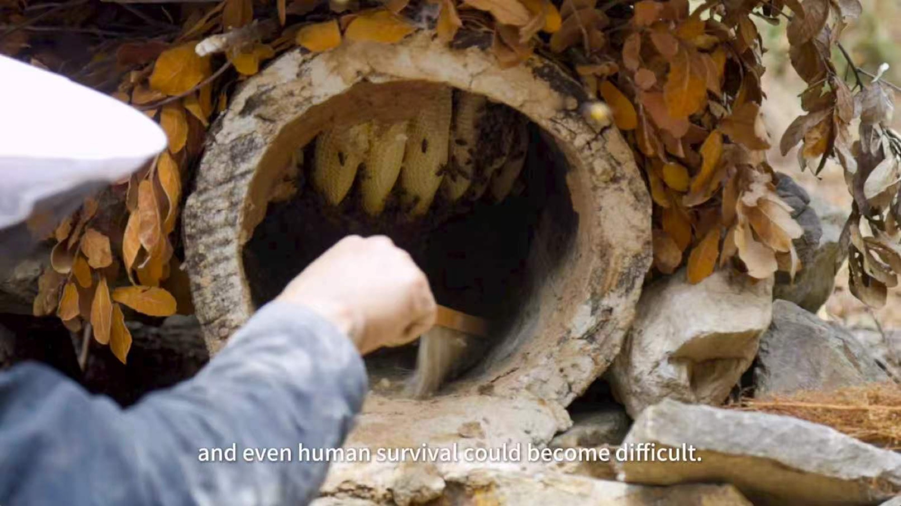 A beekeeper inspecting honeycomb inside a traditional hollow-log hive