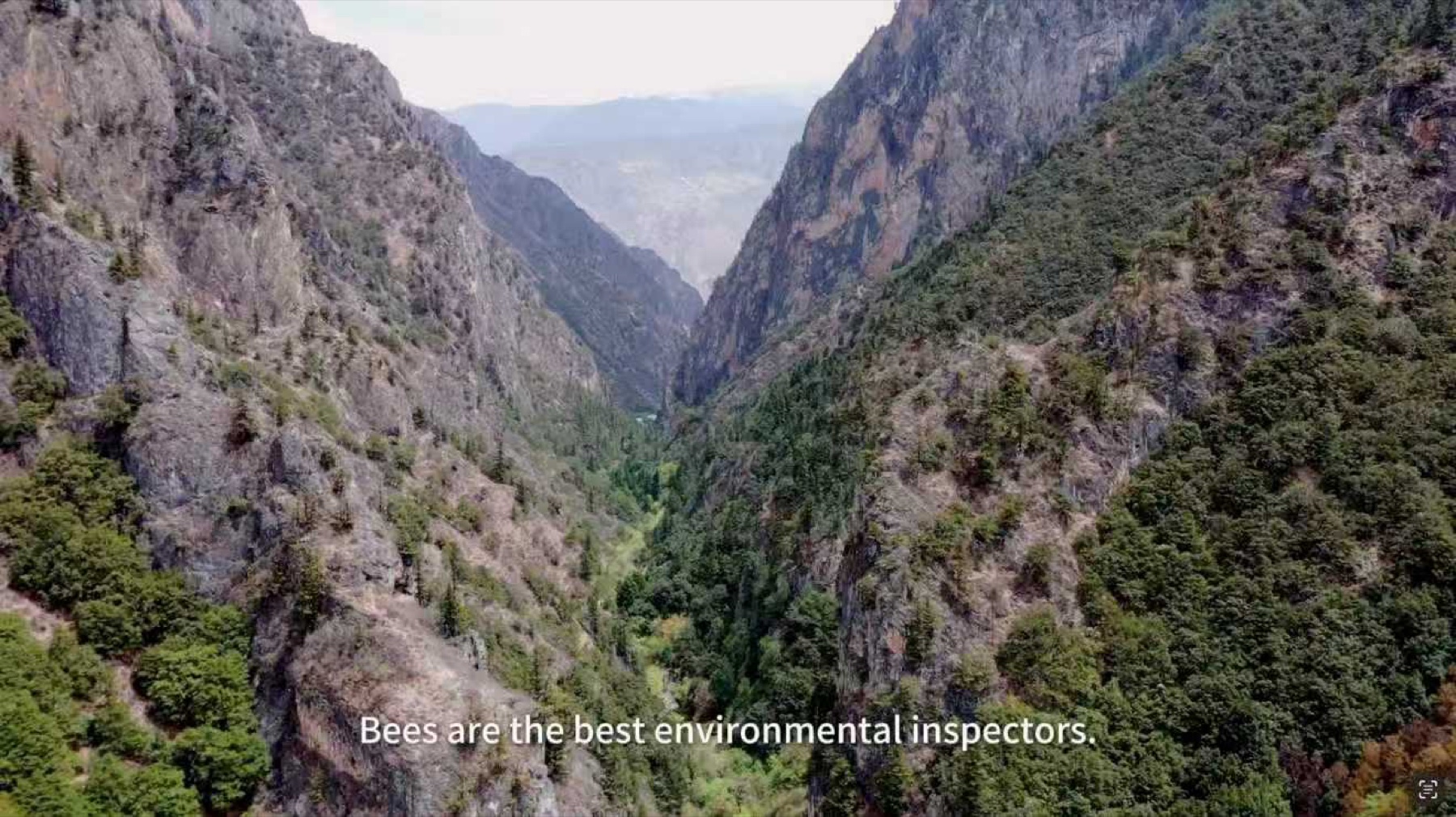 A mountain valley featured in The Bees Know documentary