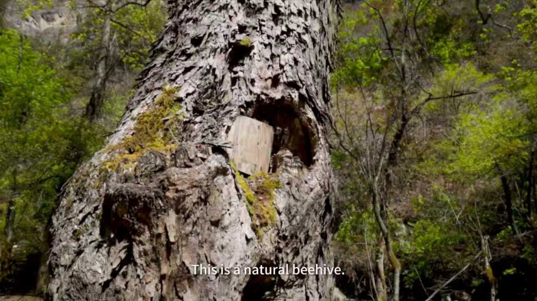 A natural beehive sheltered inside an old tree